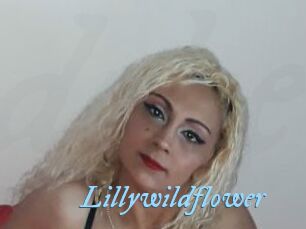 Lillywildflower