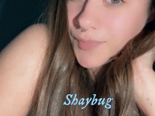 Shaybug